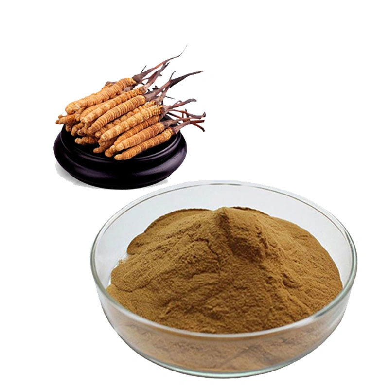 Extrato herbal fornecimento de fábrica extratos orgânicos Cordyceps mycelium Cordyceps sinensis