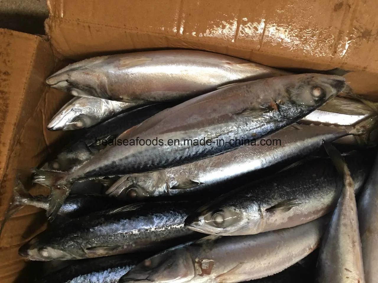 Best Freshness Fish Frozen Pacific Mackerel