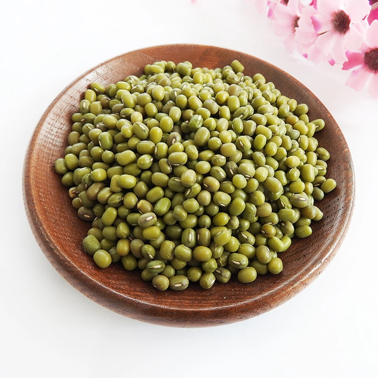 Wholesale/Supplier Dried Green Bean/Round Bean Sprouting Type
