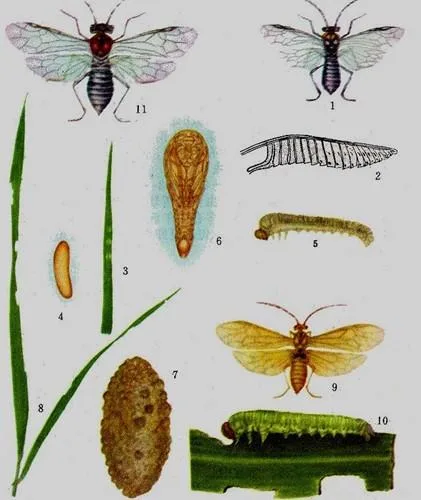 El control de plagas insecticida Imidacloprid Precio