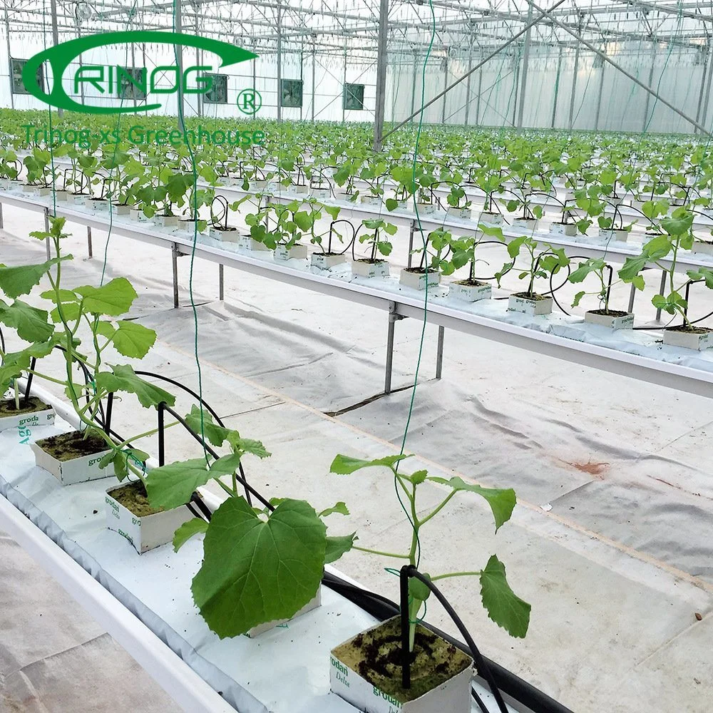 Multi-Span Film Vegetable Greenhouse Flower Growing Greenhouse with Cultivation Hydroponics System