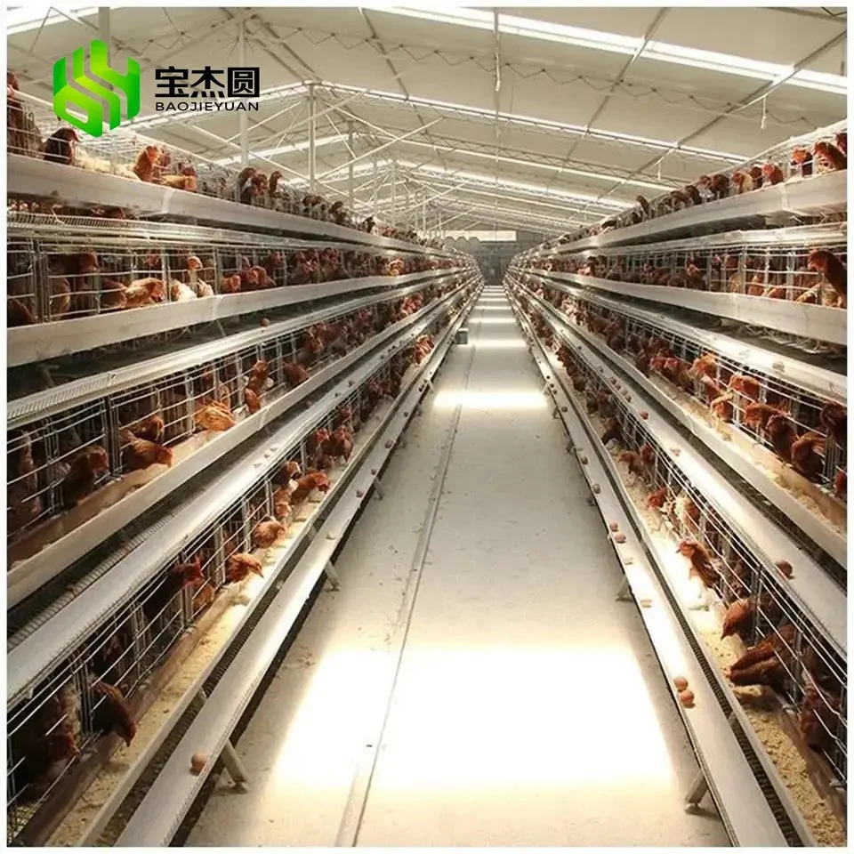 10000 poules oiseaux ferme avicole de la couche de batterie automatique de la cage de poulet