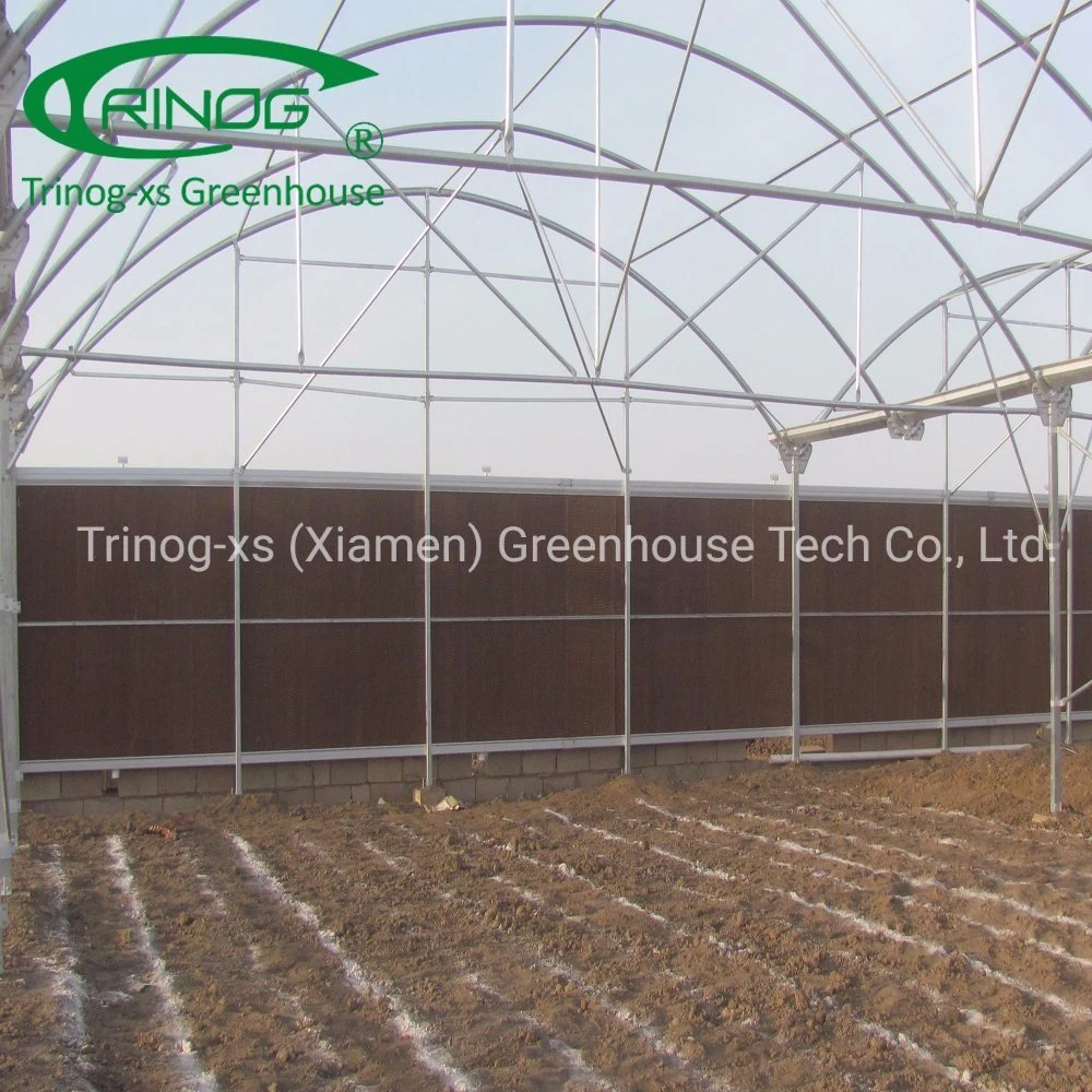 Trinog multispan hydroponic farm commercial used greenhouse tunnel for vegetable