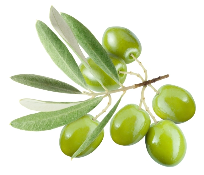 Pure et Naturelle de haute qualité extrait de feuilles d'olive 10%50%90 % Hydroxytyrosol Olpicin extrait de feuilles d'olive
