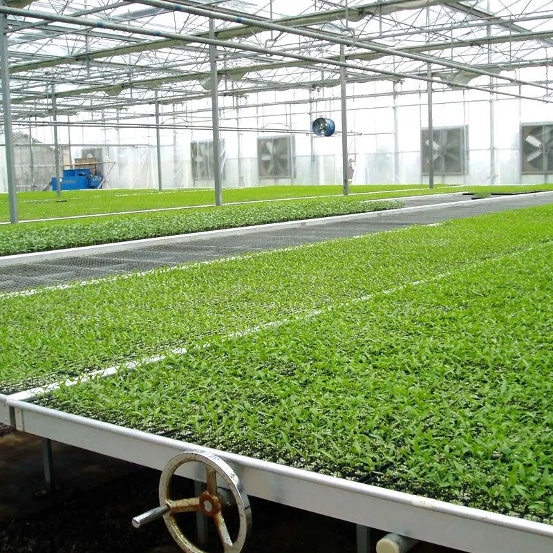 Agriculture Venlo/Arch Film Flass Solar Greenhouse with Hydroponic Growing Pipe/Electric Fan Boiler/Seedbed