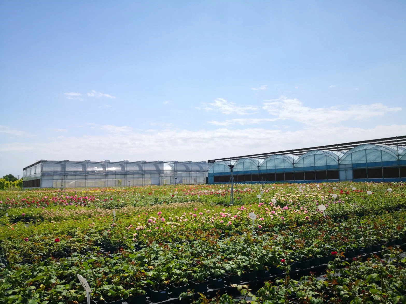 Cabrio Roof/Openable Roof Greenhouse/Film/Double Layer