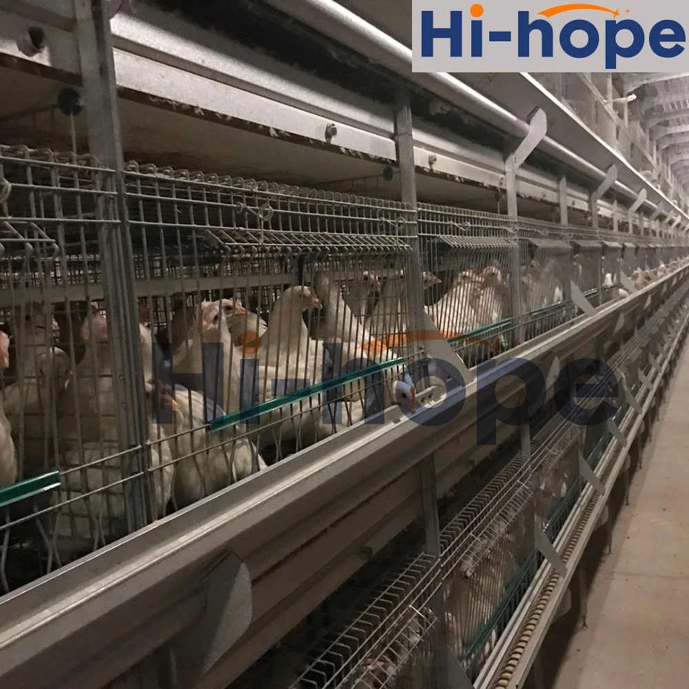 China Galvanized Steel Poultry Building für Chicken Farm