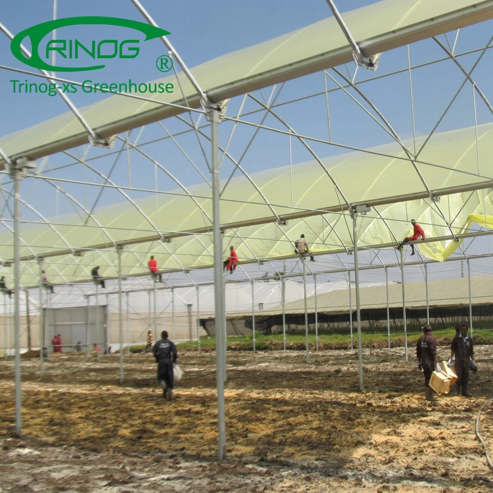 Multispan tunnel plastic film greenhouse for balloon flower