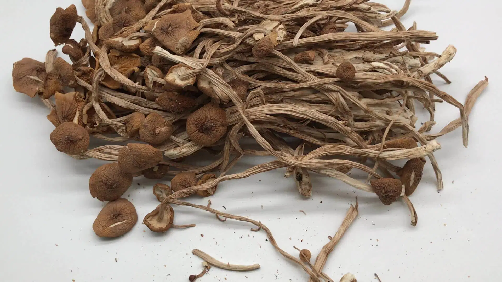 Wholesale/Supplier Dried Agrocybe Aegerita Cylindracea Tea Tree Mushroom in Bulk