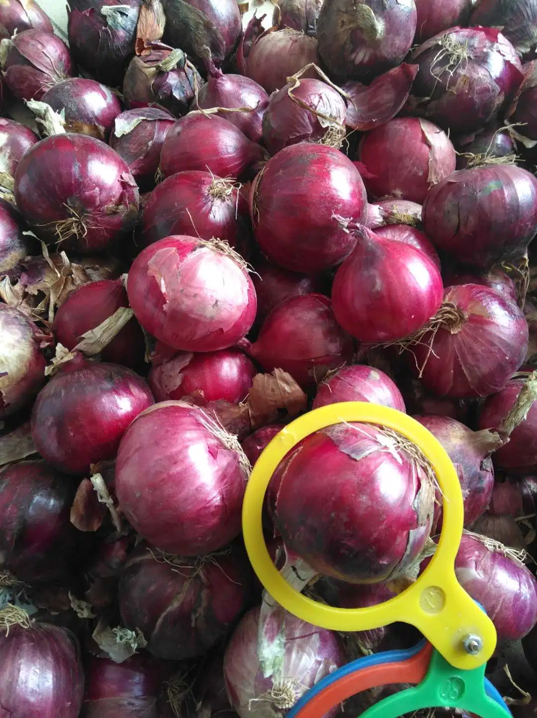 Wholesale/Supplier 5-8cm Brand Onion 10kg Bag