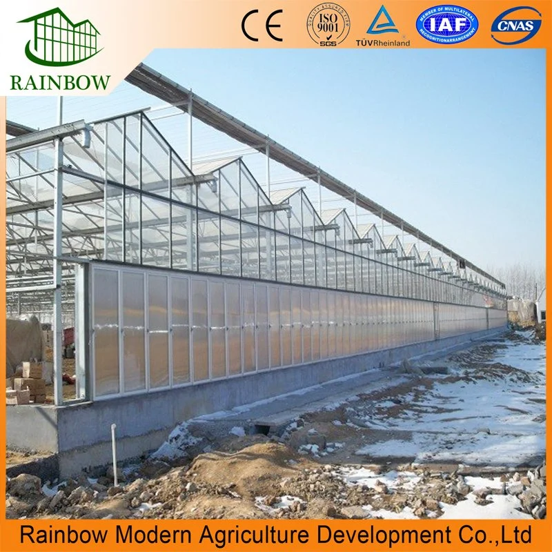 Venlo Type Agricultural Glass Greenhouse with Irrigation System