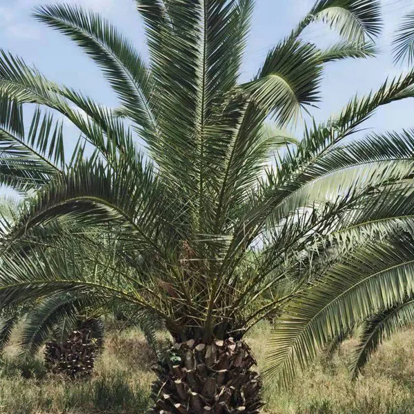 Touchhealthy Supply Canary Island Date Palm Seeds/Phoenix Canariensis Seeds