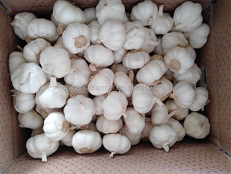 Chinese Frsh Pure White Garlic 4.5-6.0cm All Size