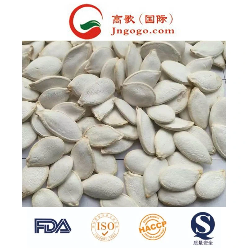 High quality/High cost performance Snow White Pumpkin Seeds 13cm and up