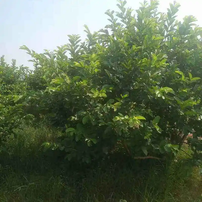 Fan Shi Liu Ye Folium Psidii Guajavae Psidium guajava LChinese Thé de la feuille de Guava séché à la plante