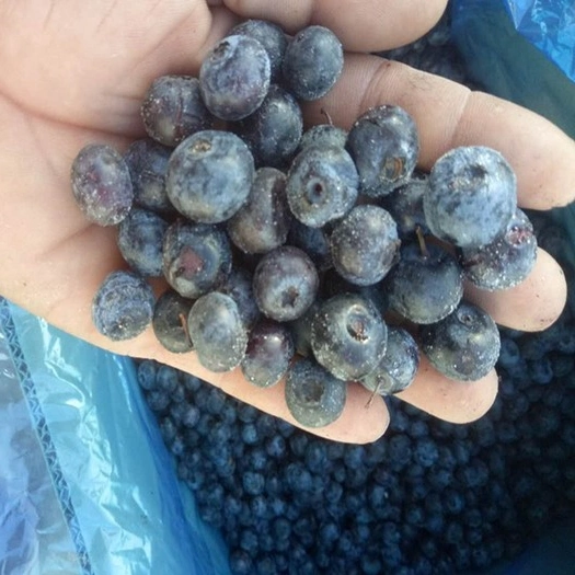 IQF Frozen Fruits Blueberry Whole