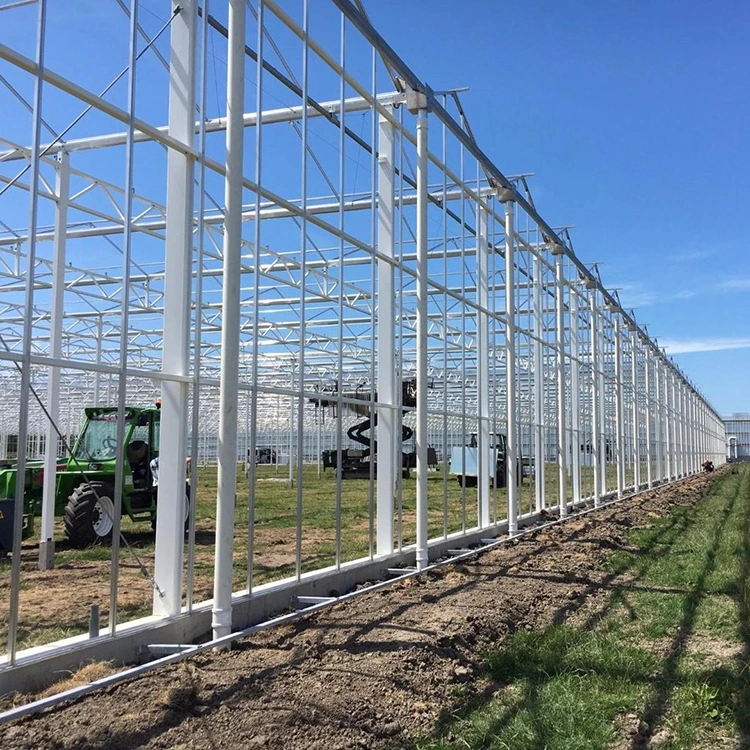 Sistemas Aquaponics de baixo custo de peixe e de produtos hortícolas de Vidro Inteligente Sistema Co-Exist estufa comercial para venda