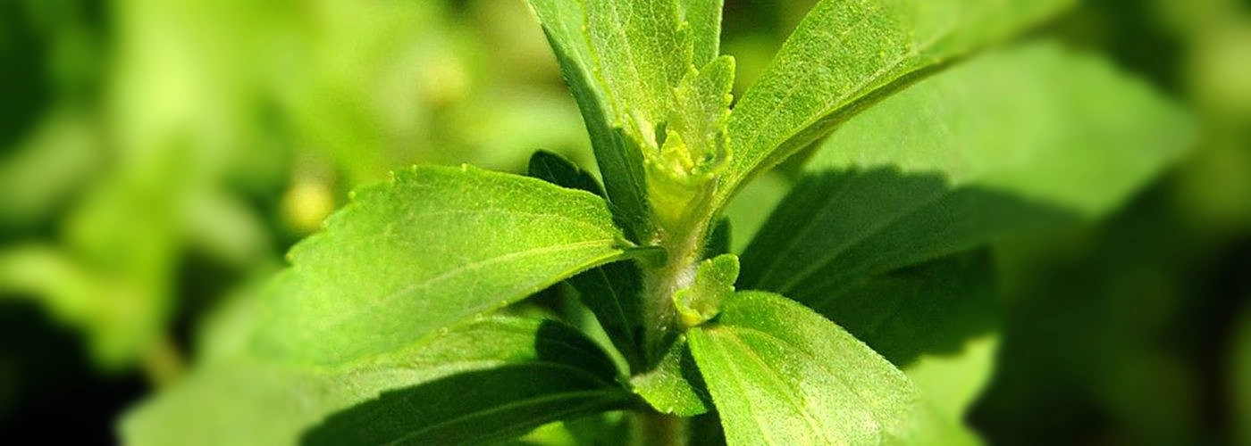 High Purity Sweetener Stevia Extract Ra98