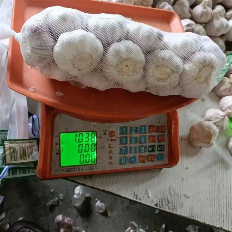 China/Chinese Fresh Normal White Pure White Garlic for Exporting (5.5cm)