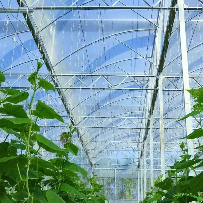 China Agriculture/Commercial Poly-Tunnel Plastic Film Greenhouses with Ventilation Cooling System for Rose/Flower/Berries/Soilless Herbs Hydroponics Growing