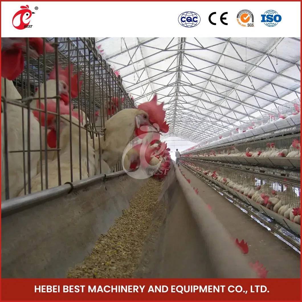 Bestchickencage a Type Layer Cage China Layer Coop Layer Cage Factory OEM Custom Chicken Cages Egg Layer 2000 Configuration Solar Panel Chicken Coop Heater