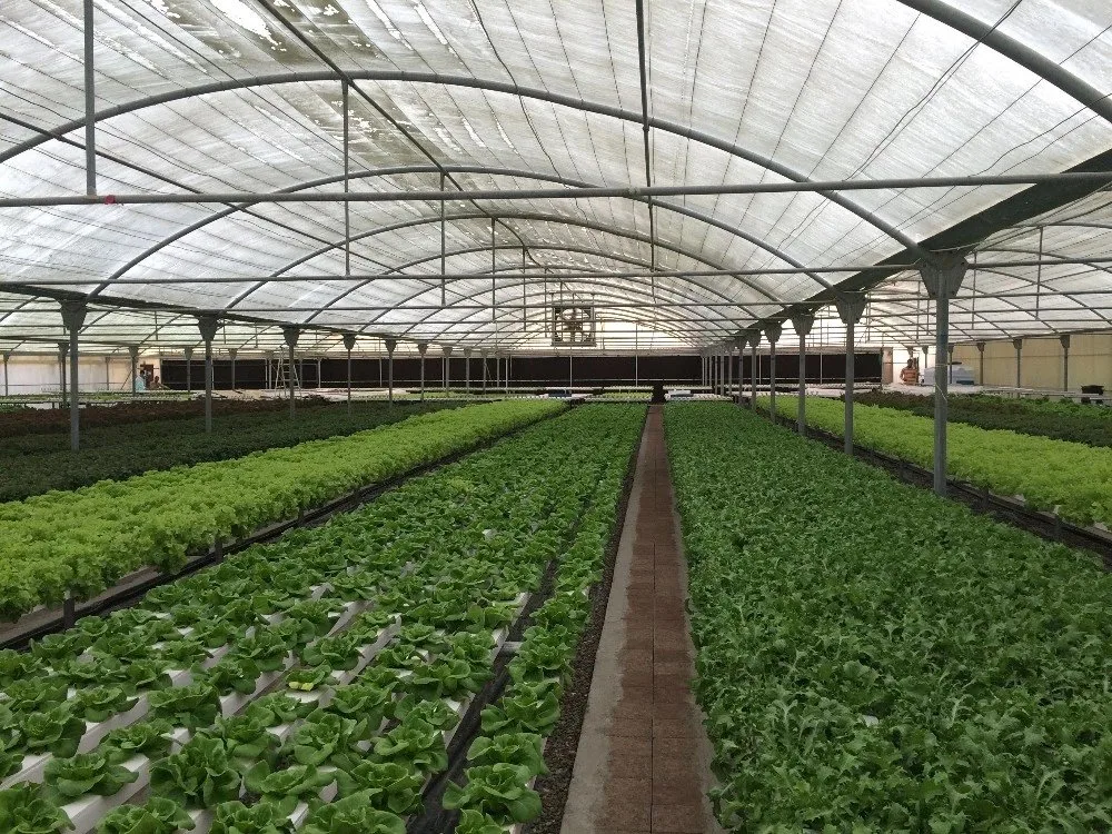 Hot Selling of Indoor Farm Used Healthy Plants Hydroponic Systems for Exporting