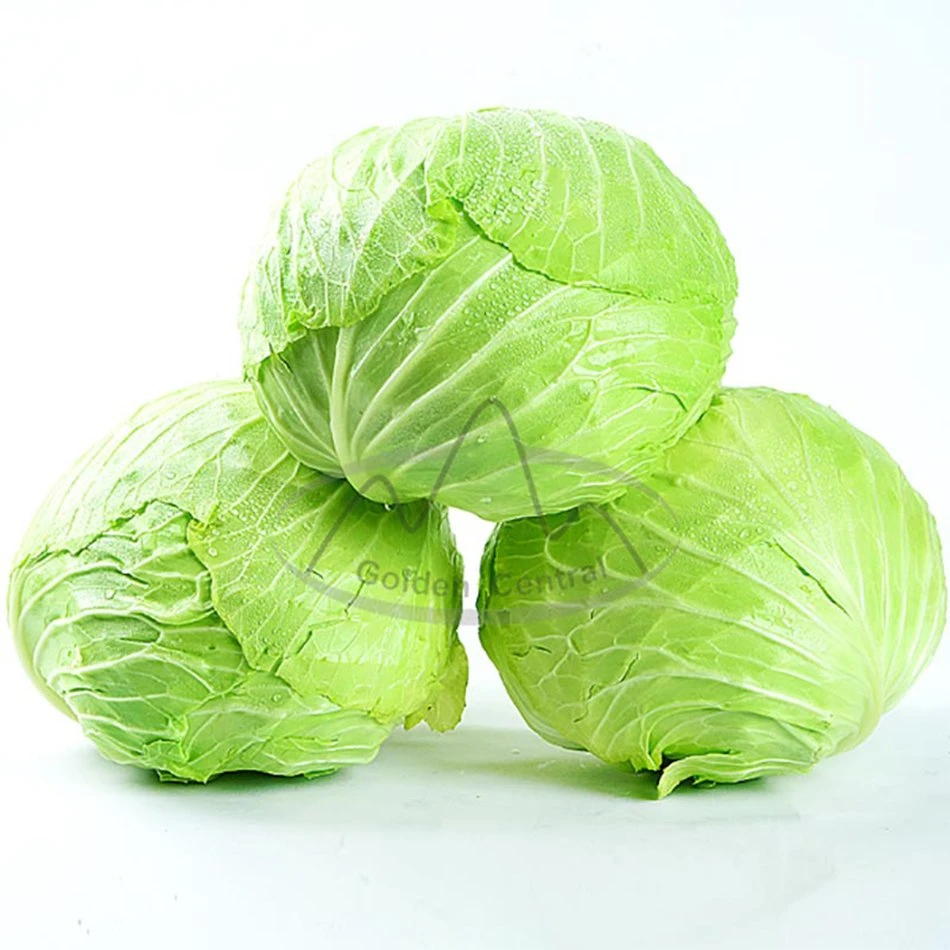 Natural Wholesale/Supplier Fresh Vegetables Cabbage with Factory Price