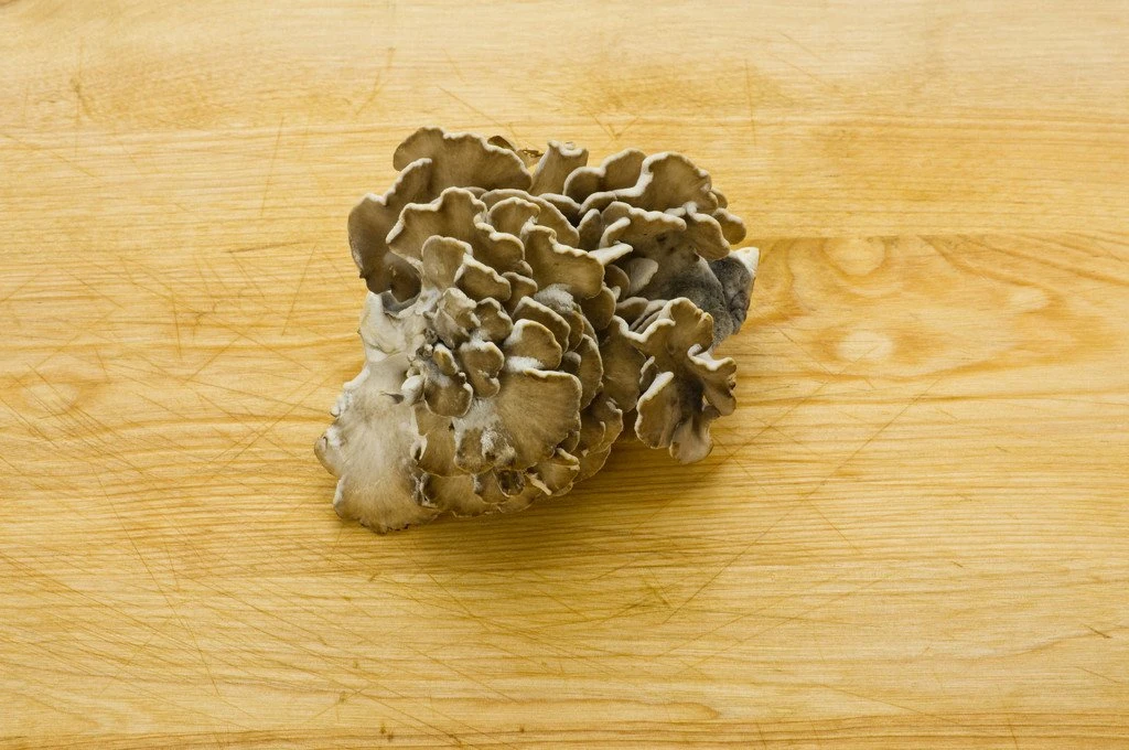 High quality/High cost performance  Organic Maitake Powder Herbal Plant Extract