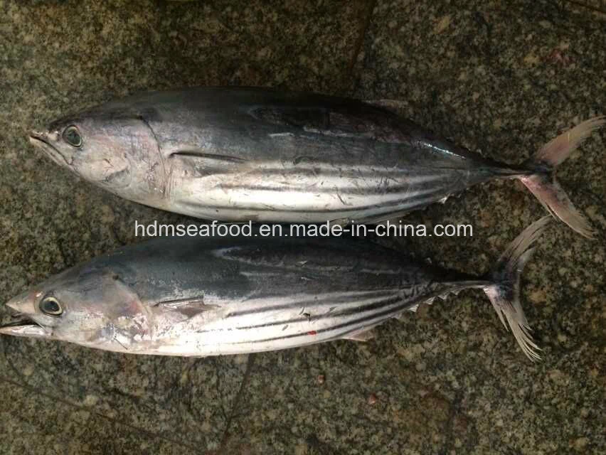 Frozen Whole Round Skipjack Fish