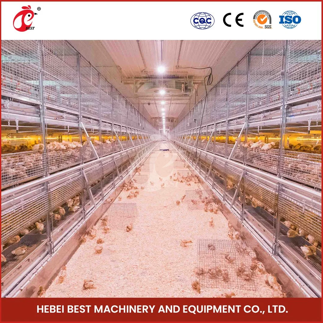 Un tipo Bestchickencage Pullet jaula criadora jaula Gallina China X-Large bebé Gallina Coop fabricante de alta calidad Larga vida útil de pollo libre jaula Pullet Casa