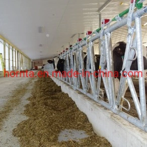 Cattle Cow Galvanized Headlock for Livestock