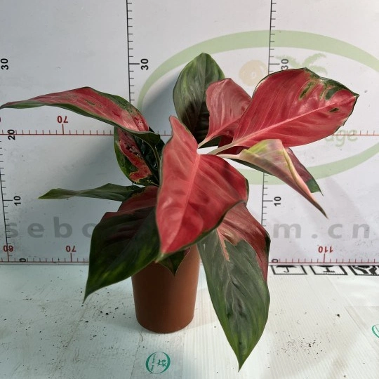 Hotsale разнопланового Aglaonema Dongfang красный растений