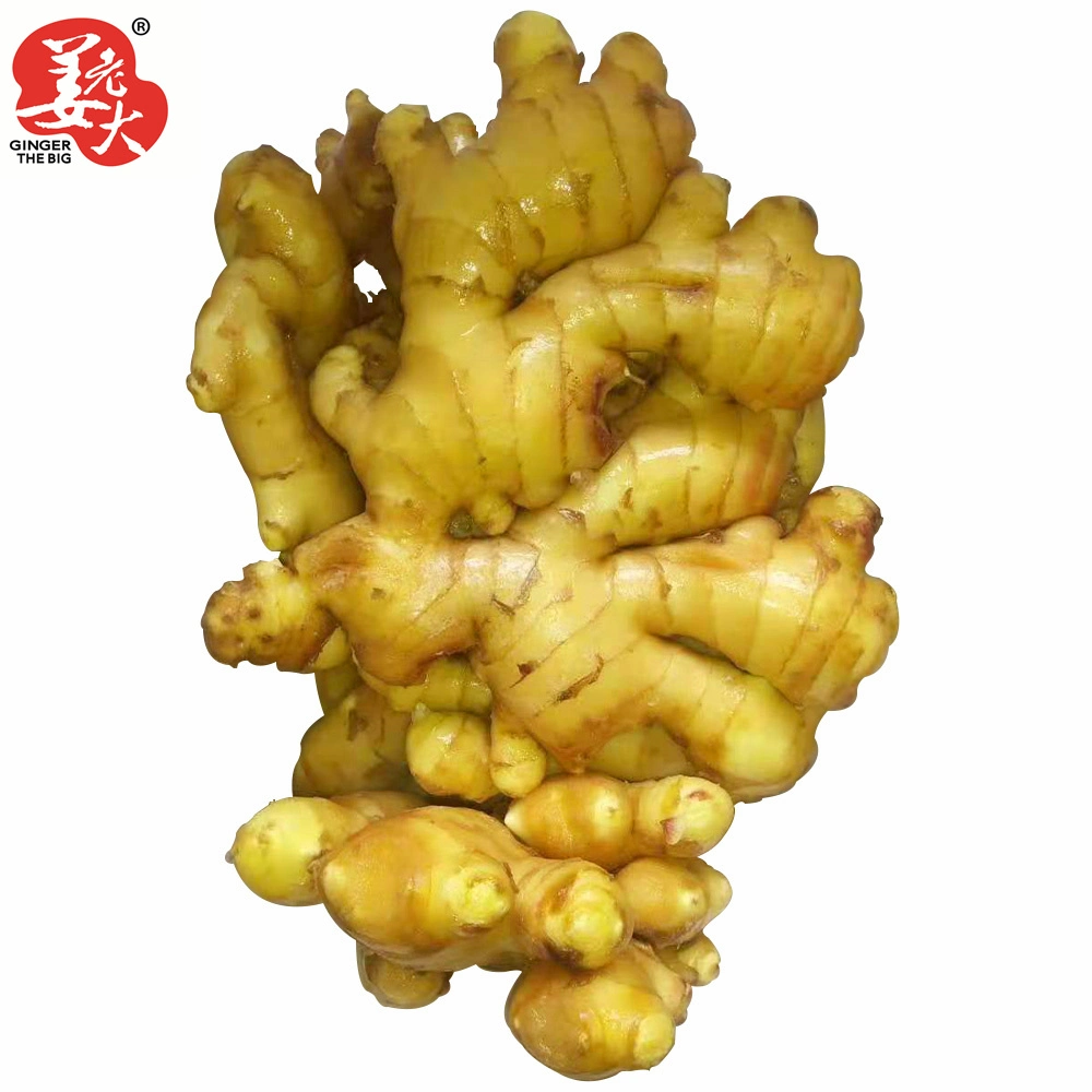 New China Ginger of 2021 Yellow Ginger Suitable for Bangladesh