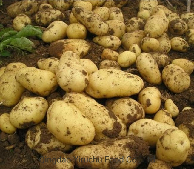 Good Price Fresh Whole Potatoes with High quality/High cost performance  From China