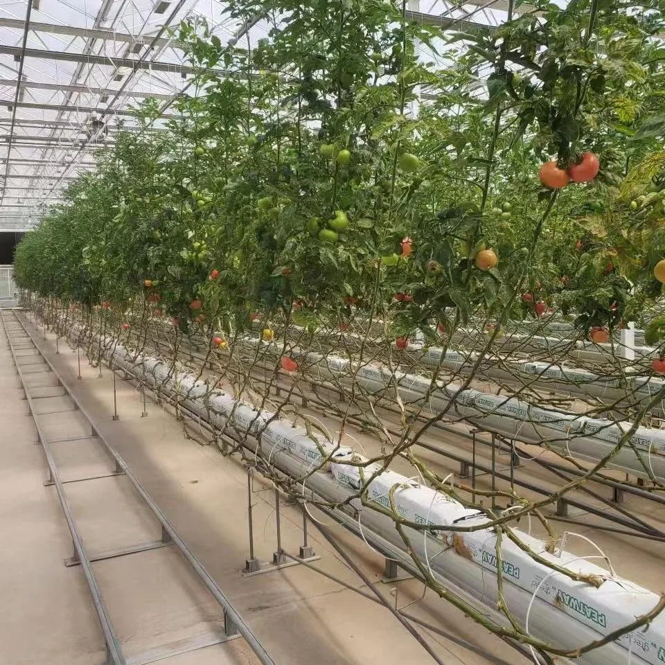 Frame Steel Galvanized Multi-Span/Plastic Film Greenhouse with Hydroponics Irrigation System for Strawberry/Flowers/Vegetables