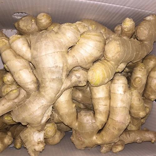 New Crop Fresh Ginger for Sale - Ginger Root Superior Quality From Brazil - Spicy and Fragrant Flavor