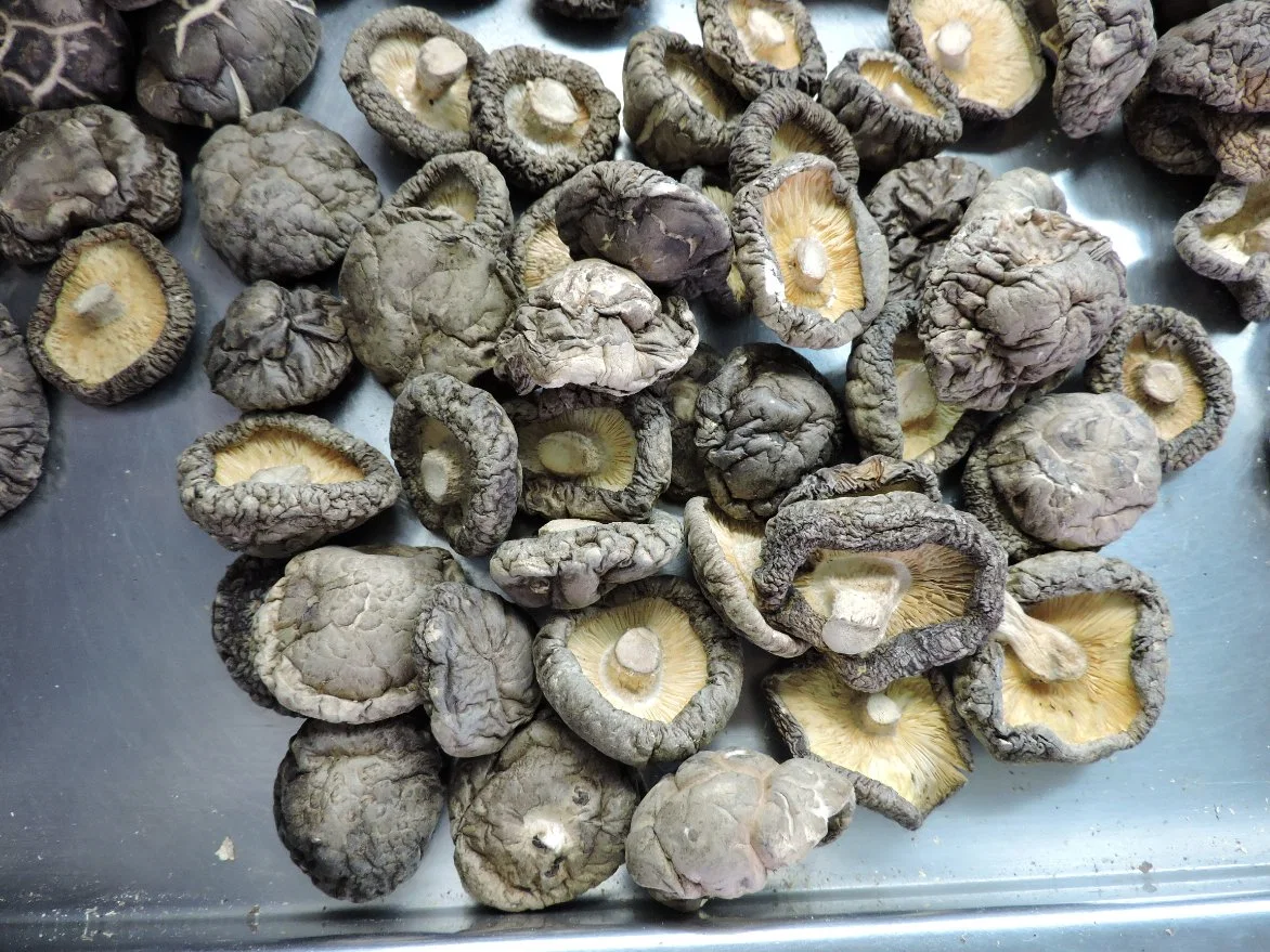 Grade a Mushrooms New Crop Dried Shhiitake