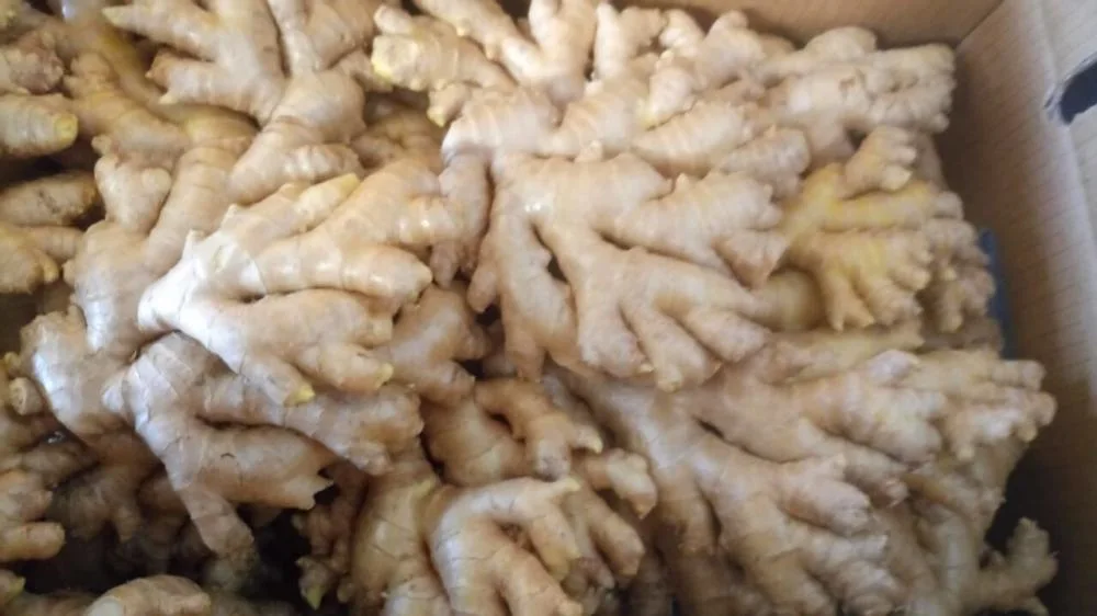 Fresh Ginger / Air Dried Ginger-- From Laiwu Manhing