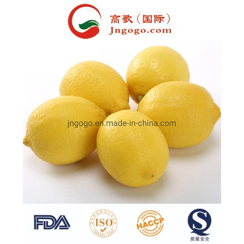 Grade a Fresh Lemon Eureka for Exporting