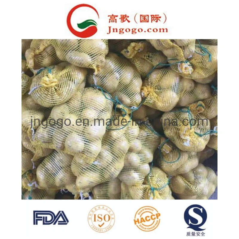 New Fresh Golden Potato Supplier