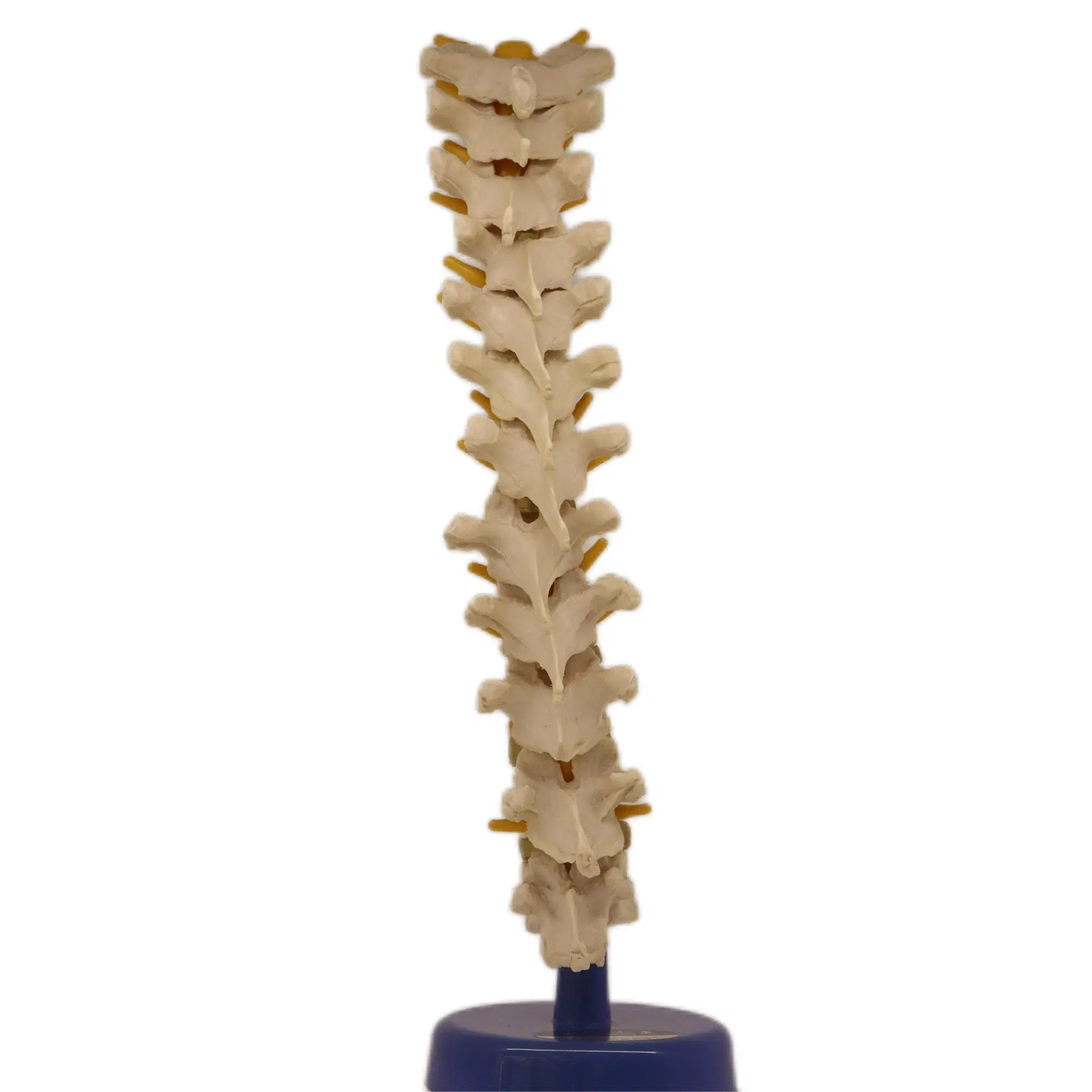 Medical Teaching Models Bone Color Human Cervical Vertebra Model Skeleton Model