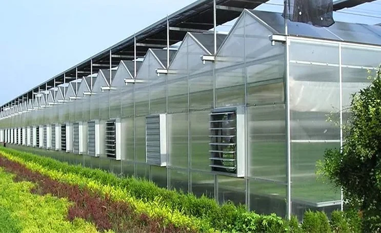 PC Sheet Steel Structure Frame House Polycarbonate Greenhouse with Hydroponic System