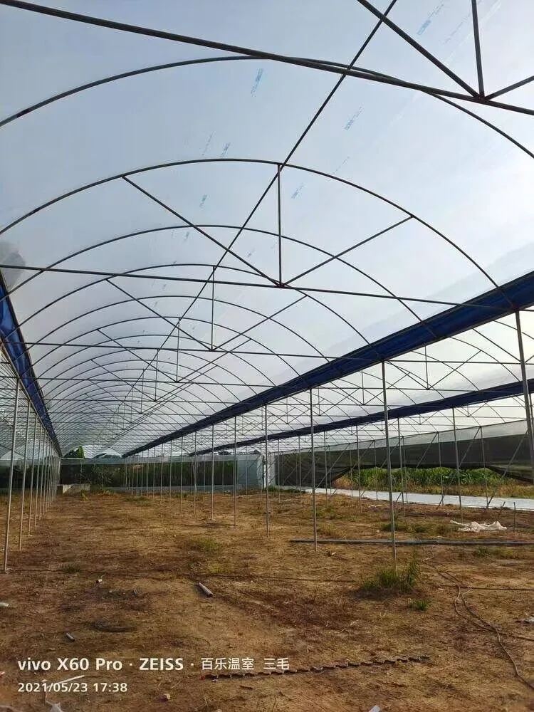 Agriculture/Commerce Multi Span Toughe Glass Green House for Vegetable/Flower/Fruits with Complete System/Hydroponic Systems/Automatic Irrigation System