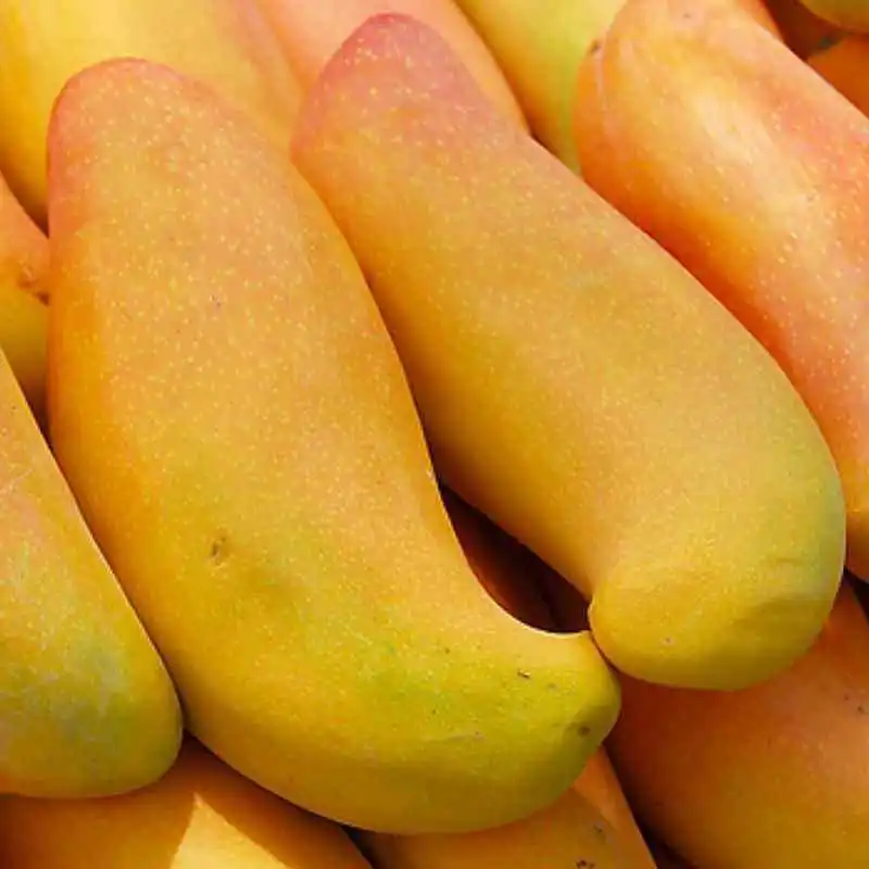 Xiangya Mango Elephant Mango Fruit Mango Dried Mango Slice Fresh Fruit with FDA Certification High Quality Fruit