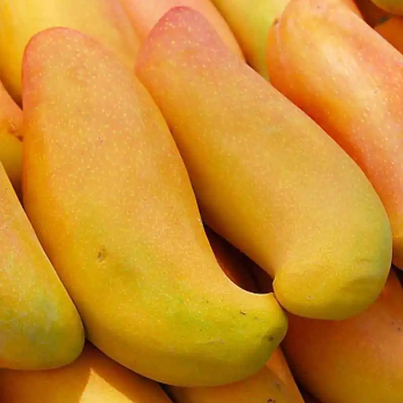 Mango Xiangya Mango Elefante Mango Fruta Mango Mango Seco Rodaja de Mango Fruta Fresca con Certificación FDA Fruta de Alta Calidad