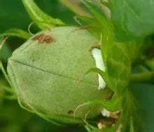 La abamectina agroquímicos de alta calidad el 95% de insecticida TC