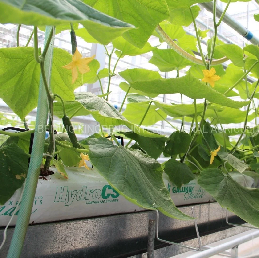 Serre hydroponique pour légumes concombre tomate laitue