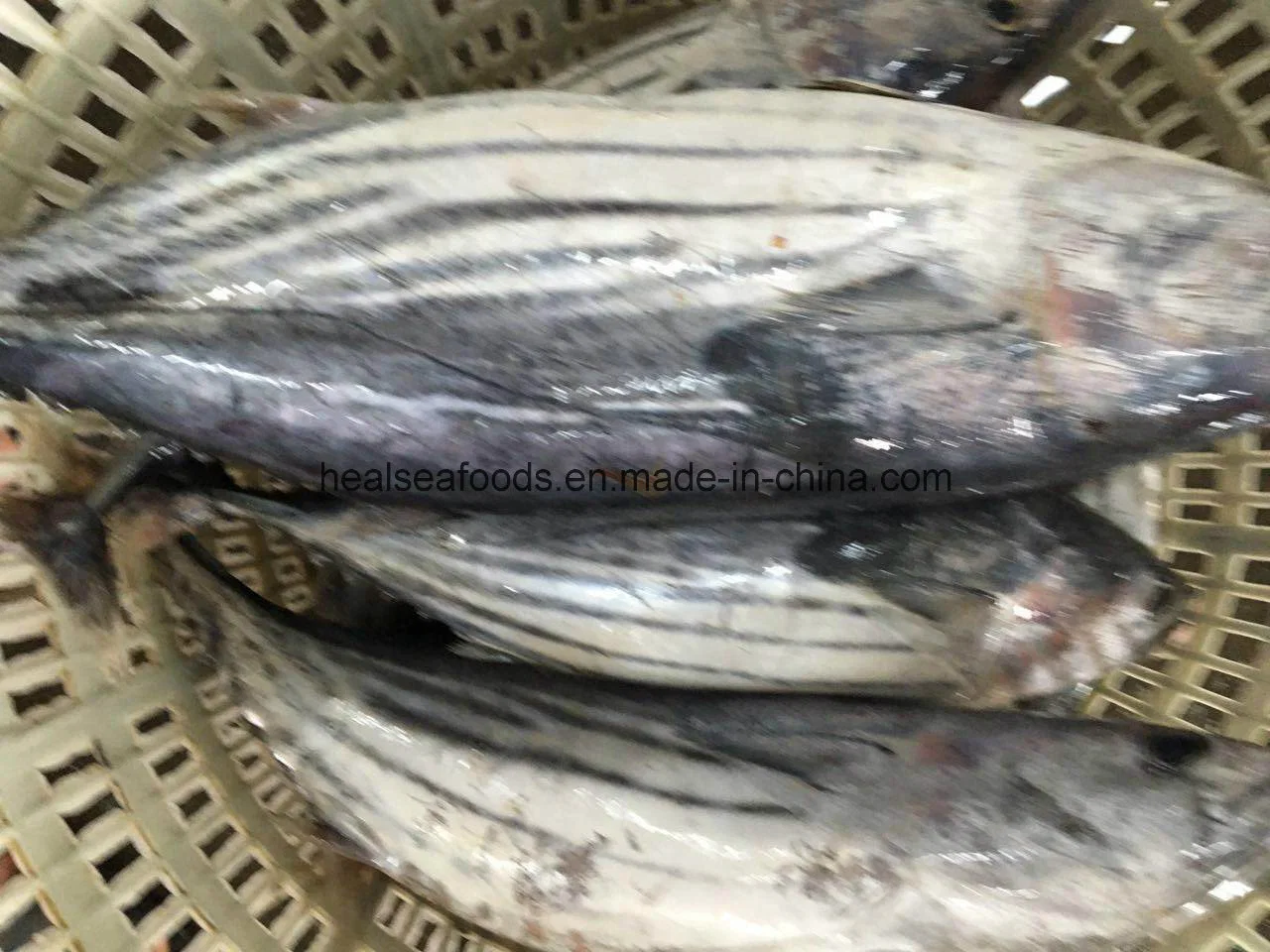 Bonito Supplier in China Frozen Bonito Fish for Sale