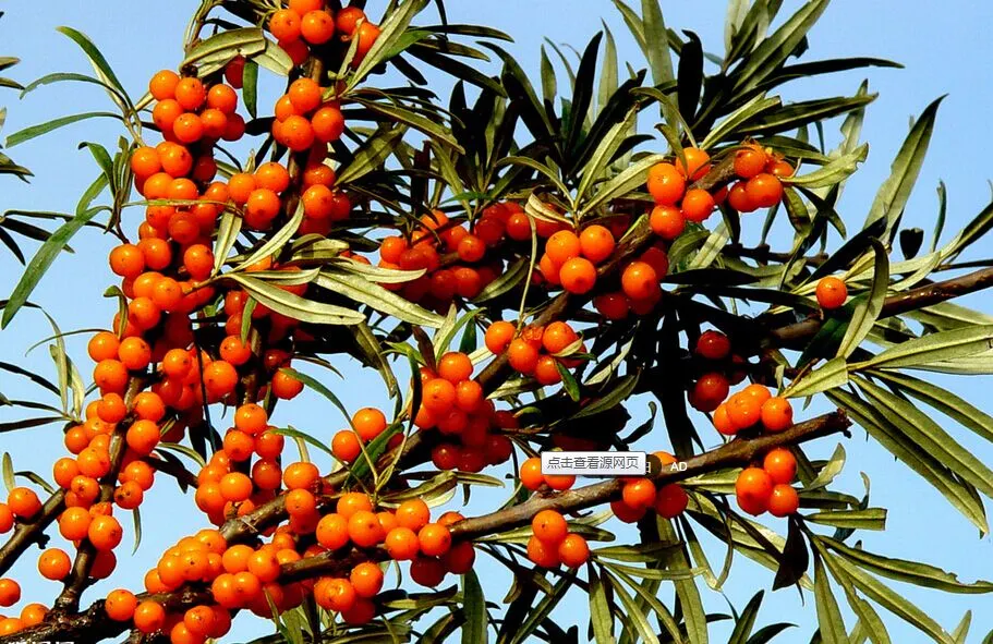 NATRAL Anti-Oxidiant Hippophain Rhamnoides L Sea Buckthorn Seed Oil