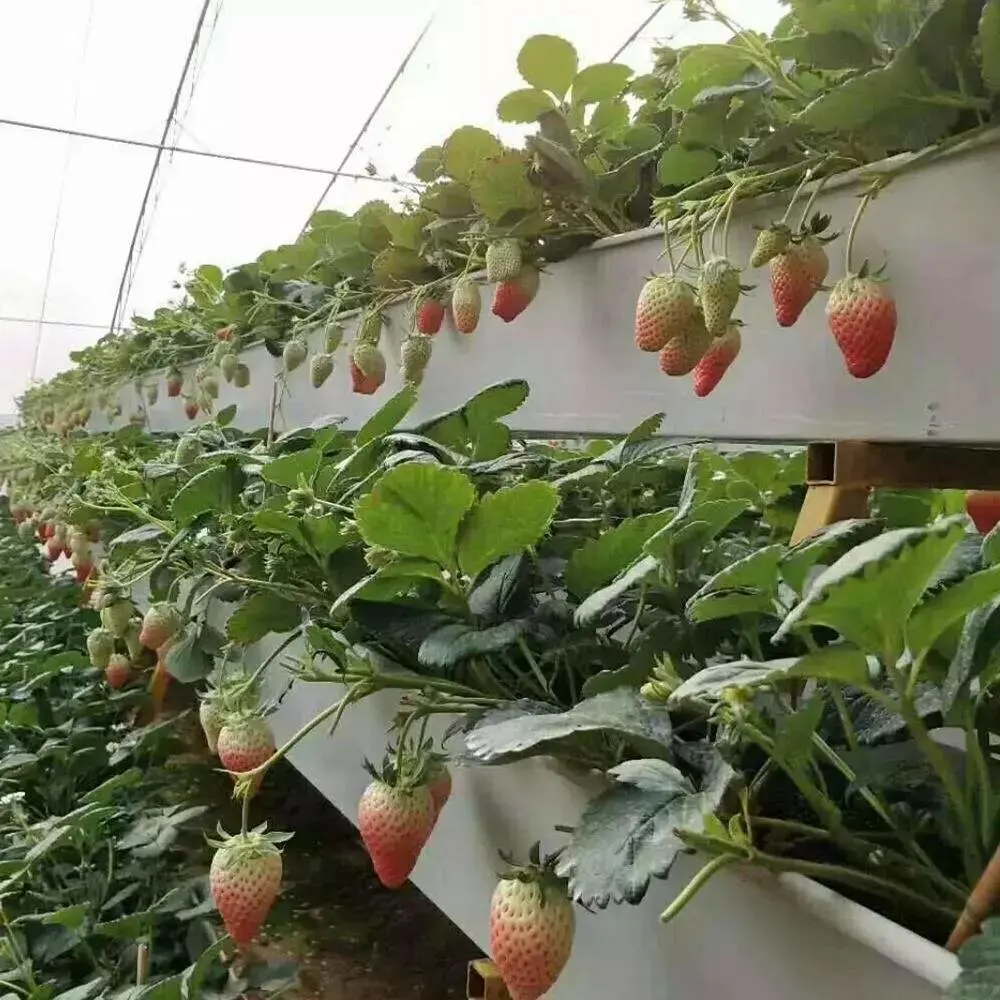 Erdbeere Rinne Kunststoff Trog Herstellung in China